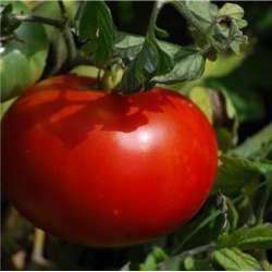 plant tomate rouge :...